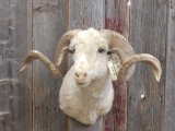 Rambouillet sheep shoulder-mount