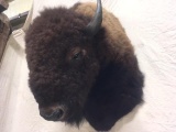Shoulder Mount Bison / Buffalo