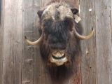 Shoulder-mount muskox