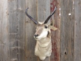 Pronghorn antelope shoulder-mount