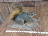 Full body mount red squirrel
