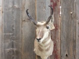 Pronghorn antelope shoulder-mount