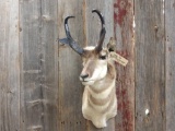 Pronghorn antelope shoulder-mount