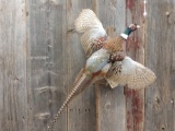 Flying pheasant mount