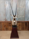 African gemsbok pedestal mount