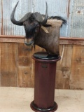 African black wildebeest pedestal mount