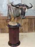 African blue wildebeest pedestal mount