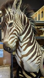 Nice Zebra Pedestal Mount