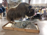 Full body mount leaping muskox