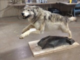 Full body mount leaping Canadian wolf