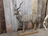 Full body mount African lesser kudu