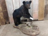 Juvenile full body mount black bear