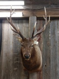 Nice shoulder Mount elk right horn is detachable