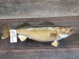 28in walleye real skin mount fish