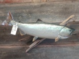 36 inch king salmon real skin fish mount