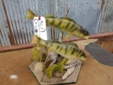 2 13 inch perch real skin fish mount