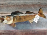 29 inch walleye real skin fish mount