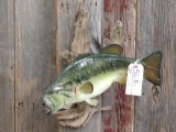 21 inch largemouth bass real skin mount fish