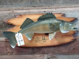 28-inch walleye real skin fish mount