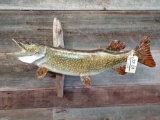40 inch northern pike real skin fish mount
