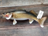 28-inch walleye real skin fish mount