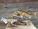 2 walleye, crappie, and perch real skin fish mounts