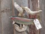 16 inch rainbow trout real skin fish mount