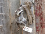 Baby raccoon full body mount wall hanger