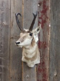 Shoulder-mount pronghorn antelope