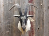 Nice shoulder-mount Catalina goat