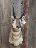 Shoulder-mount pronghorn antelope