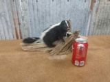 Full body mount baby skunk on Driftwood base