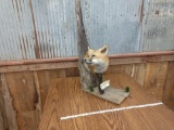 Half body red fox in Driftwood den