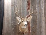 5 x 5 shoulder Mount mule deer
