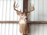 Mainframe 5 x 5 Whitetail shoulder-mount