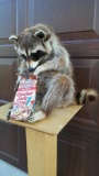 Raccoon eating Cracker Jacks