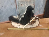 Full body mount skunk in a birch bark canoe