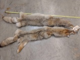 2 Soft Tanned coyote pelts