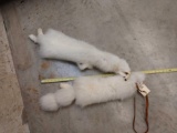 2 arctic fox soft Tanned furs