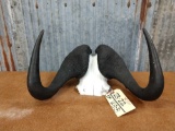 African black wildebeest horns on skull plate