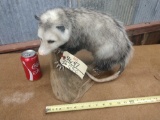 Full body mount Opossum