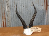 African blesbok horns on skull cap