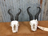 2 African Springbok skulls