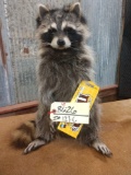 Full body mount raccoon eating candy