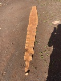 11 1/2 foot tanned python skin