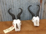 Two African Springbok skulls