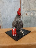 Full body mount crowing rooster