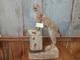 Full body mount bobcat on artificial rock base