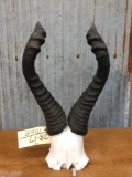 African hartebeest horns on skull plate