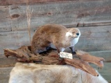Full body mount otter on Driftwood base